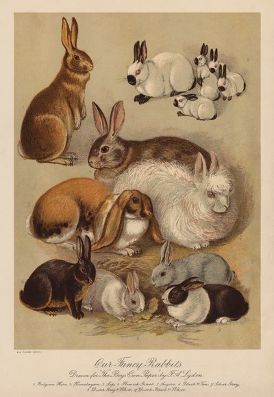 Coelhos (cromolito) de Alexander Francis (after) Lydon