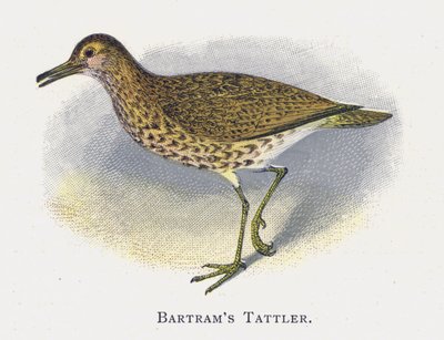 Batram Tattler de Alexander Francis Lydon