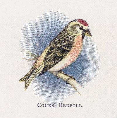 Coues Redpoll de Alexander Francis Lydon