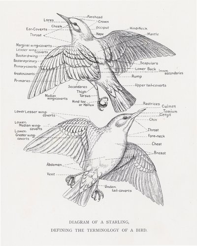 Diagrama de um estorninho, definindo a terminologia de um pássaro (litho) de Alexander Francis Lydon