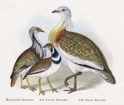 Abetarda Macqueens, Abetarda, Abetarda de Alexander Francis Lydon