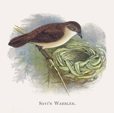 Savis Warbler de Alexander Francis Lydon