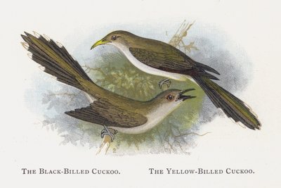 O cuco-de-bico-preto, o cuco-de-bico-amarelo de Alexander Francis Lydon