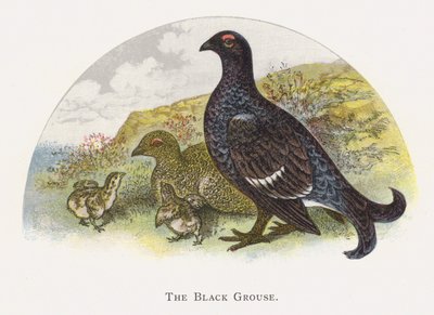 O galo negro de Alexander Francis Lydon