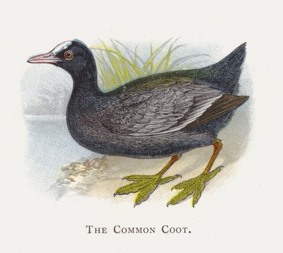 O galeirão comum de Alexander Francis Lydon