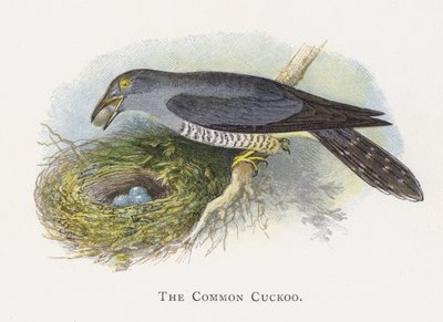 O cuco comum de Alexander Francis Lydon
