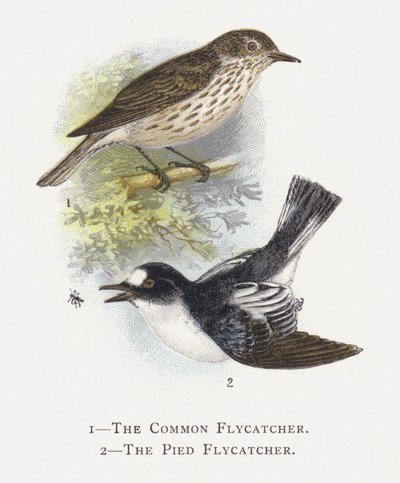 O Flycatcher comum, o Flycatcher Pied de Alexander Francis Lydon