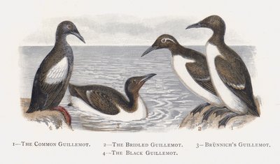 O Guillemot comum, o Guillemot Bridled, Guillemot de Brunnichs, o Guillemot preto de Alexander Francis Lydon
