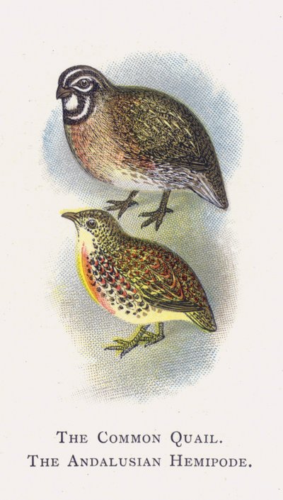 A codorna comum, o hemipode andaluz de Alexander Francis Lydon
