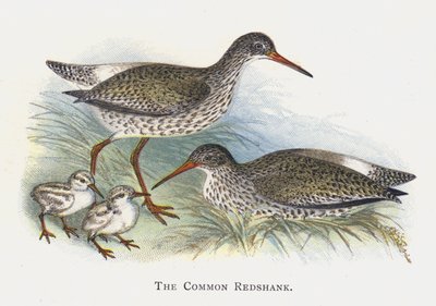 O Redshank Comum de Alexander Francis Lydon