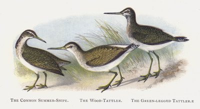 O Verão Comum-Snipe, O Wood-Tattler, O Tattler De Pernas Verdes de Alexander Francis Lydon