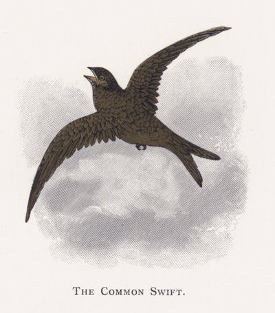 The Common Swift de Alexander Francis Lydon