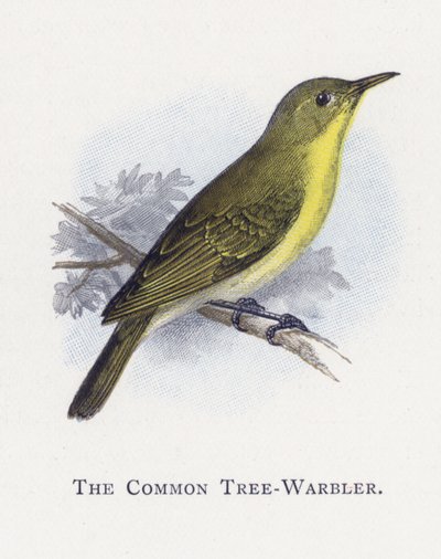 A árvore-Warbler comum de Alexander Francis Lydon