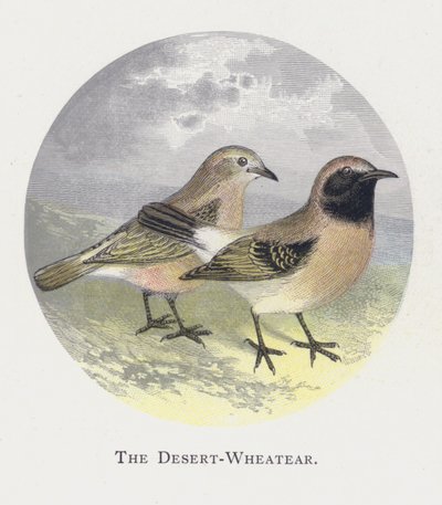 O Deserto-Wheatear de Alexander Francis Lydon