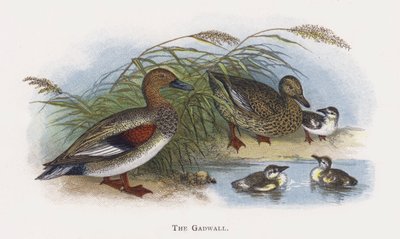 O Gadwall de Alexander Francis Lydon