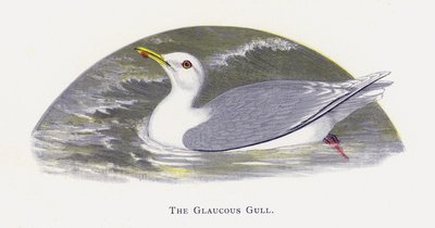 A gaivota glaucosa de Alexander Francis Lydon