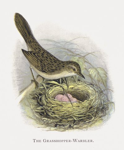 O gafanhoto-warbler de Alexander Francis Lydon