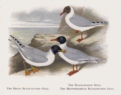 A Grande Gaivota De Cabeça Negra, A Gaivota De Cabeça Negra, A Gaivota De Cabeça Negra Do Mediterrâneo de Alexander Francis Lydon