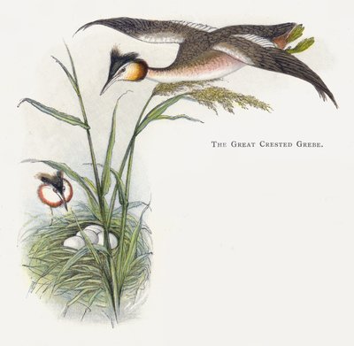 O grande mergulhão-de-crista de Alexander Francis Lydon