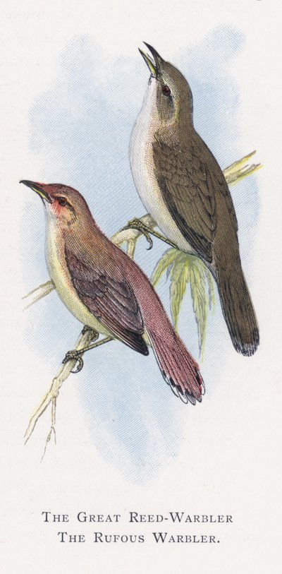 O Grande Toutinegra de Caniço, O Toutinegra Rufous de Alexander Francis Lydon