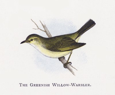 O Salgueiro Esverdeado-Warbler de Alexander Francis Lydon