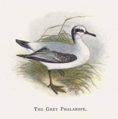 O Falaropo Cinzento de Alexander Francis Lydon