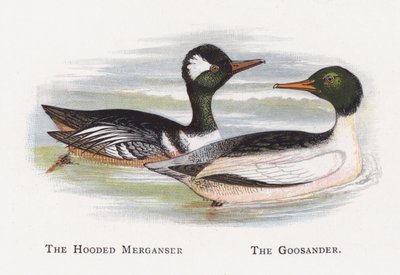 O merganso encapuçado, o Goosander de Alexander Francis Lydon