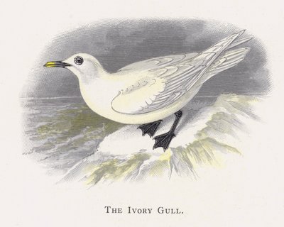 A gaivota de marfim de Alexander Francis Lydon