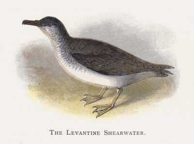 O Cagarra Levantino de Alexander Francis Lydon