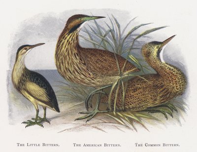 A garça-real, a garça-real americana, a garça-real de Alexander Francis Lydon