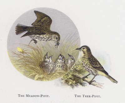O Prado-Pipit, O Tree-Pipit de Alexander Francis Lydon