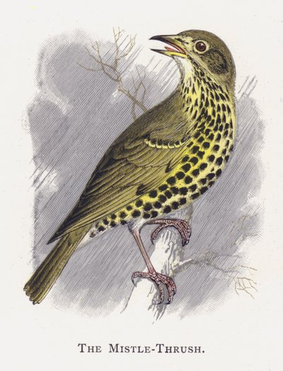 The Mistle-Thrush de Alexander Francis Lydon