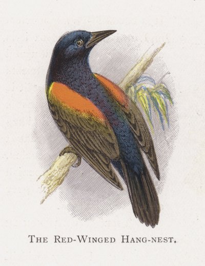 O ninho de asa vermelha de Alexander Francis Lydon