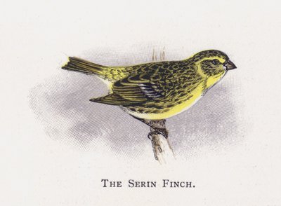 O passarinho de serina de Alexander Francis Lydon
