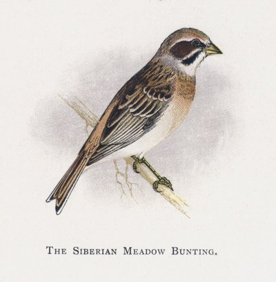 O Siberian Meadow Bunting de Alexander Francis Lydon
