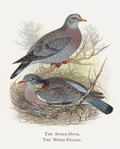A pomba, o pombo-de-madeira de Alexander Francis Lydon
