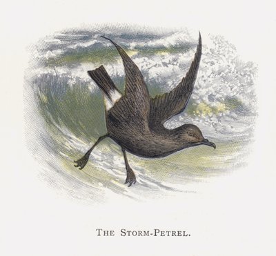 O Petrel Tempestuoso de Alexander Francis Lydon