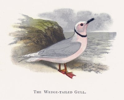 A gaivota de cauda de cunha de Alexander Francis Lydon
