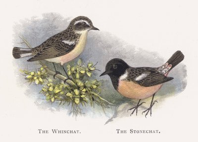O Whinchat, o Cartaxo de Alexander Francis Lydon