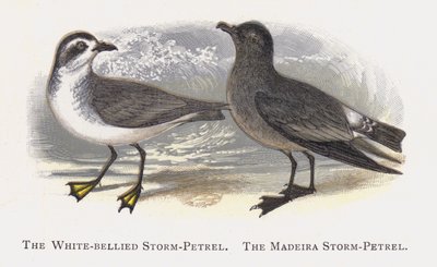 O Petrel-Tempestade-de-barriga-branca, O Petrel-Tempestade da Madeira de Alexander Francis Lydon