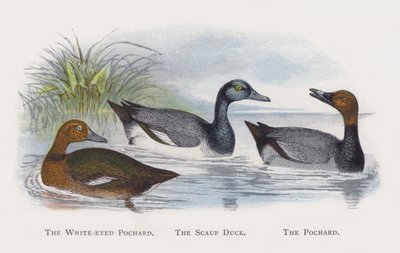 O Zarro-de-olho-branco, o pato negrinha, o larro de Alexander Francis Lydon