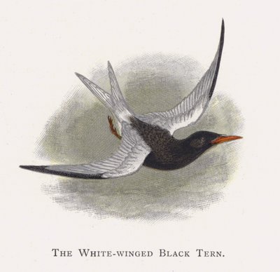A andorinha-negra-de-asa-branca de Alexander Francis Lydon