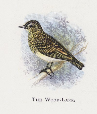 The Wood-Lark de Alexander Francis Lydon