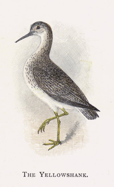 The Yellowshank de Alexander Francis Lydon