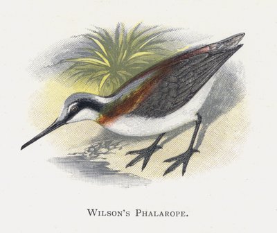 Wilsons Phalarope de Alexander Francis Lydon
