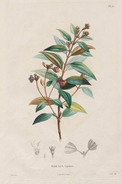 Viagem às regiões equinociais do novo continente, feita nos anos de 1709 a 1804: Monografia das melastomáceas: Nº 15 de Alexander, Freiherr von Humboldt