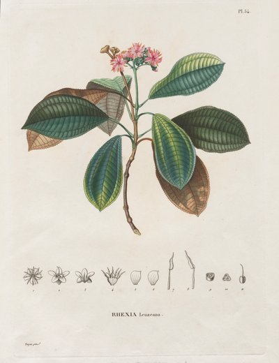 Viagem às Regiões Equinociais do Novo Continente, Feita nos Anos 1709 a 1804: Monografia das Melastomaceae: No. 54 de Alexander, Freiherr von Humboldt