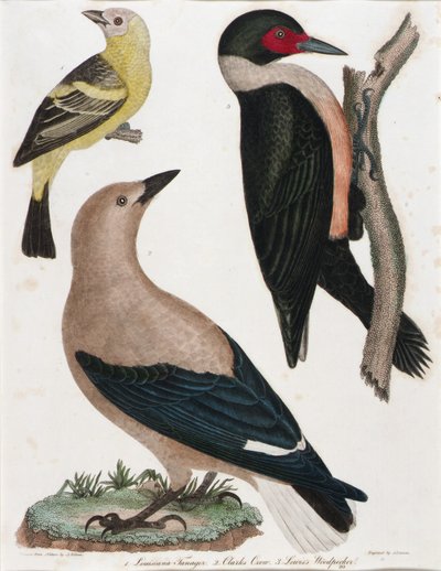 Tangerina da Louisiana, Corvo de Clark, Pica-pau de Lewis de Alexander Lawson