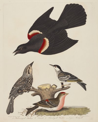 Estorninho-de-asa-vermelha, Estorninho-de-asa-vermelha, Fêmea, Toutinegra-de-asa-preta e Menor...,pub.1808-1814. de Alexander Lawson