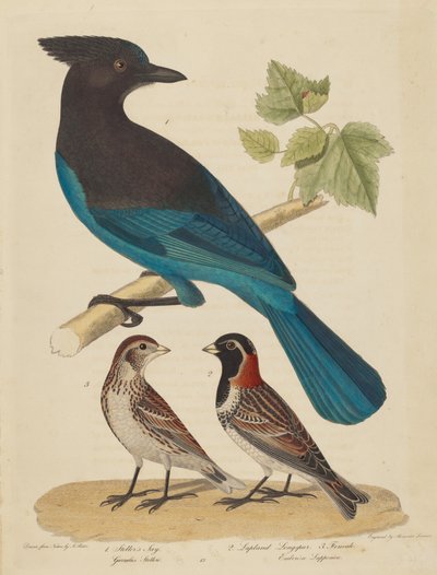 Jay de Steller, Lapland Longspur e Feminino. de Alexander Lawson